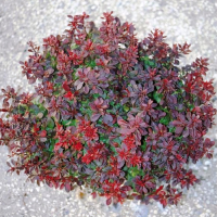 Japanese Zuurbes