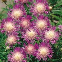 Korenbloem