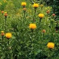 Korenbloem
