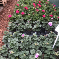 Geranium
