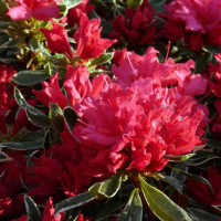 Japanse azalea